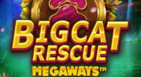 big cat rescue megaways
